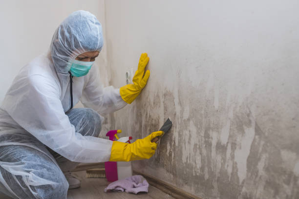 Best Toxic Mold Removal  in Bangor, WI
