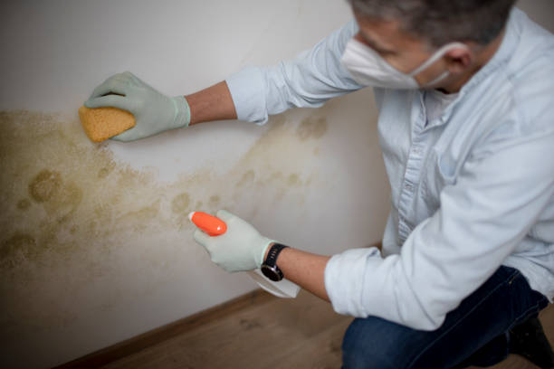 Mold Removal and Inspection in Bangor, WI