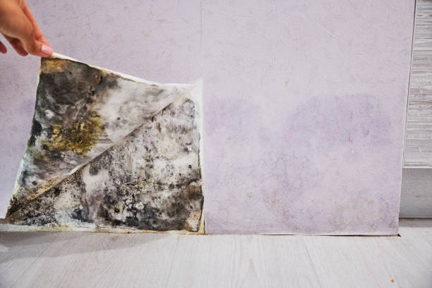 Best Emergency Mold Removal  in Bangor, WI